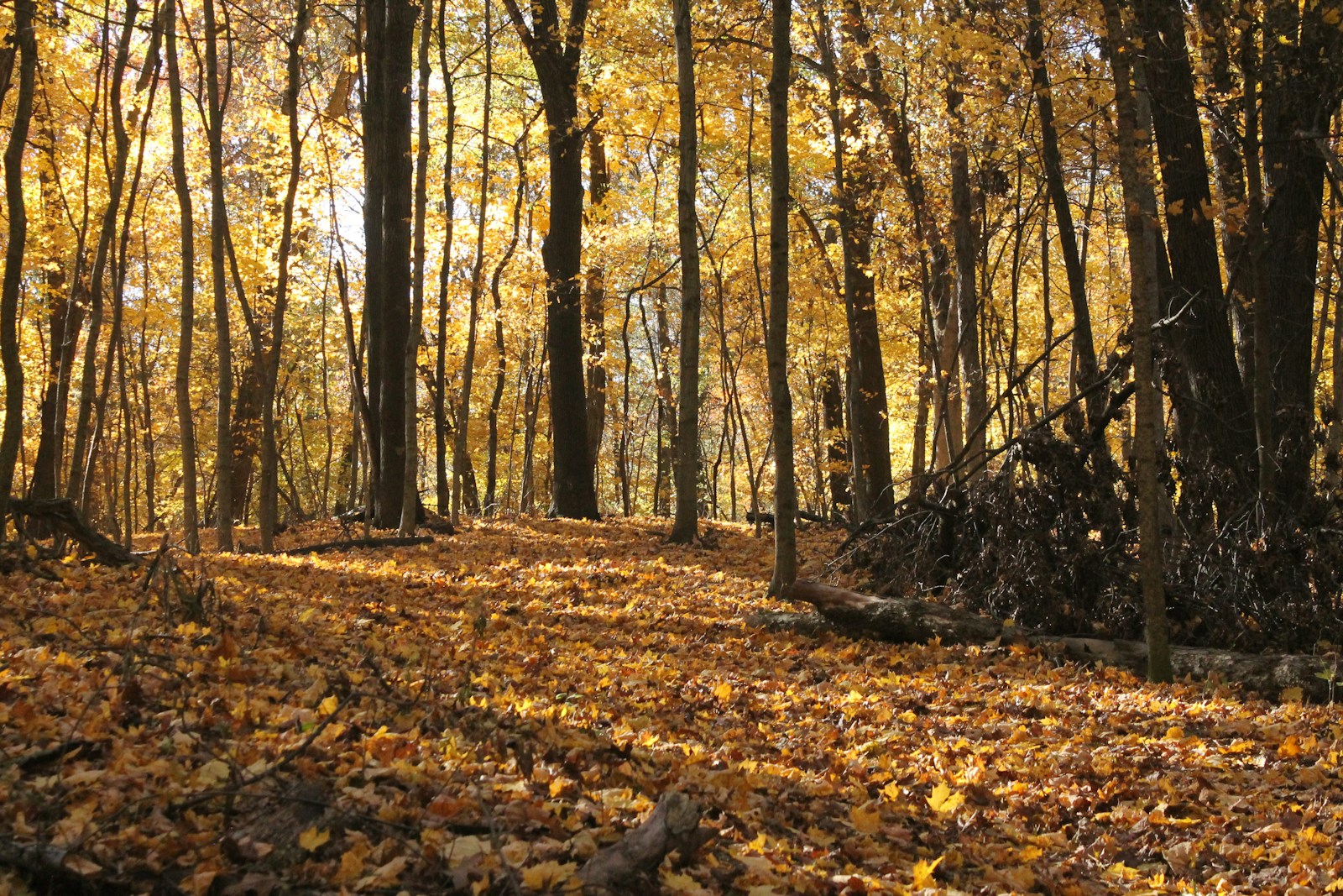brown dried leaves on ground