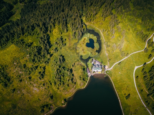 aerial photo of forest